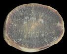 Rhaphidiophorus Fossil Worm (Pos/Neg) - Mazon Creek #70584-2